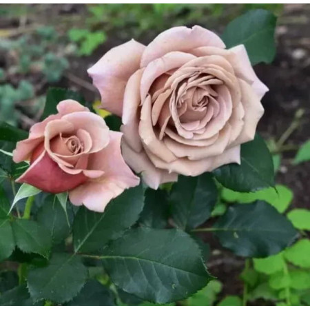 Троянда Коко Локо (Rosa Koko Loko) (2634609423)