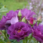 Троянда Рапсодія (Rosa Rhapsody) (2634607574)