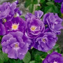 Троянда Рапсодія (Rosa Rhapsody) (2634607574)