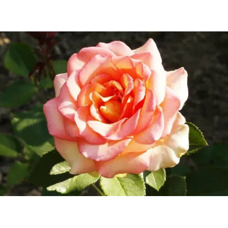 Плетиста троянда Фантазія (Rosa Fantasia Climbing) (2634713384)