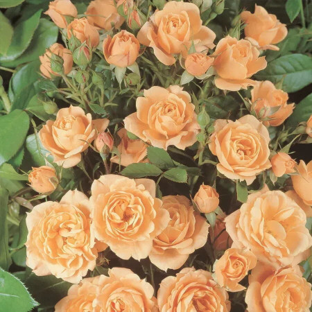 Троянда чайно-гібридна Априкот Лейс (Apricot Lace) (2634599544)