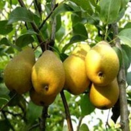 Саджанці груші “ІЛЬЇНКА“ (854839367)