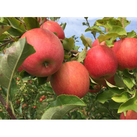 Саджанці яблуні “ЧЕМПІОН“ (854849735)