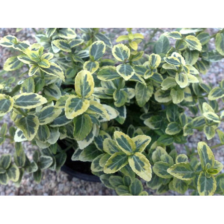 Саджанці Бересклета Emerald“n Gold (858295306)
