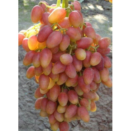 Саджанці винограду “Ксенія“ (864750336)