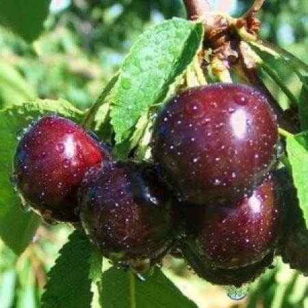 Саджанці черешні “Ера“ (середньоспілий сорт) (875616788)