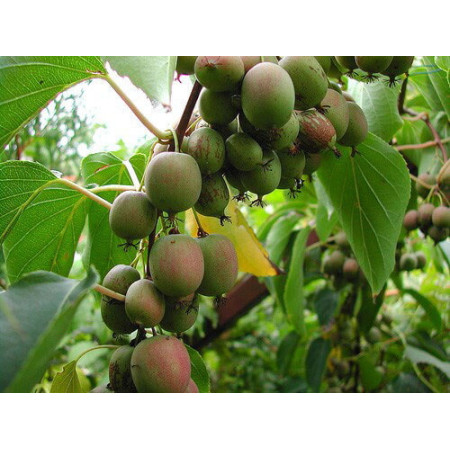 Саджанці актинідії Аргута (Actinidia arguta)чоловіча (876212908)