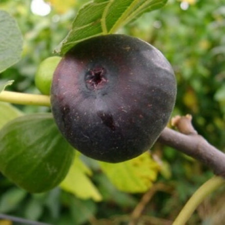Інжир Кримський чорний (1778788927)