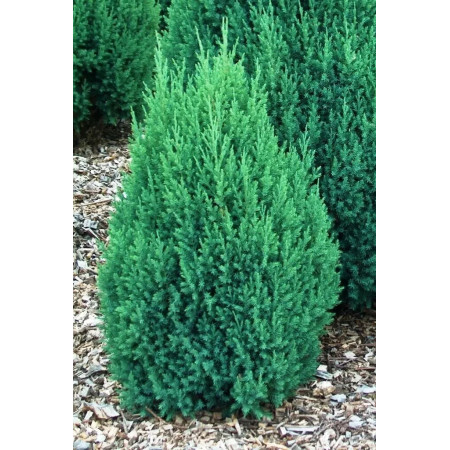 Ялівець китайський Стрікта (Stricta) (1842728756)