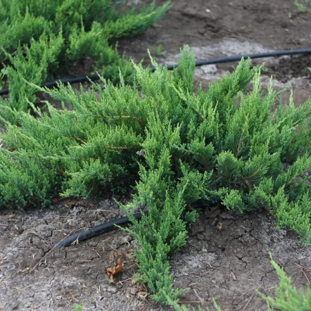 Ялівець козацький (JUNIPERUS SABINA) (1842730890)
