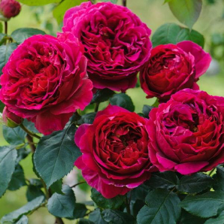 Саджанці Англійської троянди Отелло (1846076551)